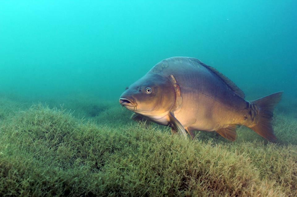 Prima Partida 2013 - Tancabesti Vaci 0 - 97162344411734902113344799941n.jpg